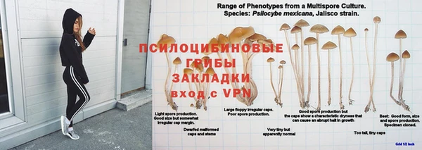 мяу мяу мука Абаза